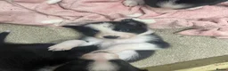 Border Collie dogs for sale: Border collie puppies for sale  in Carlisle - Advert 7