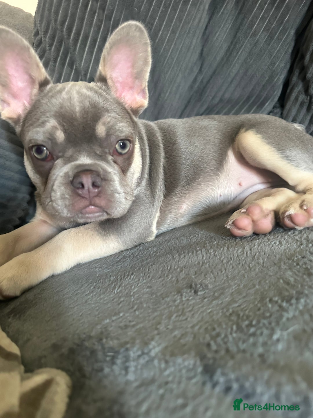 Dachshund dogs for sale: READ AD -Miniature daschund and Isabella Frenchie  - Image 3