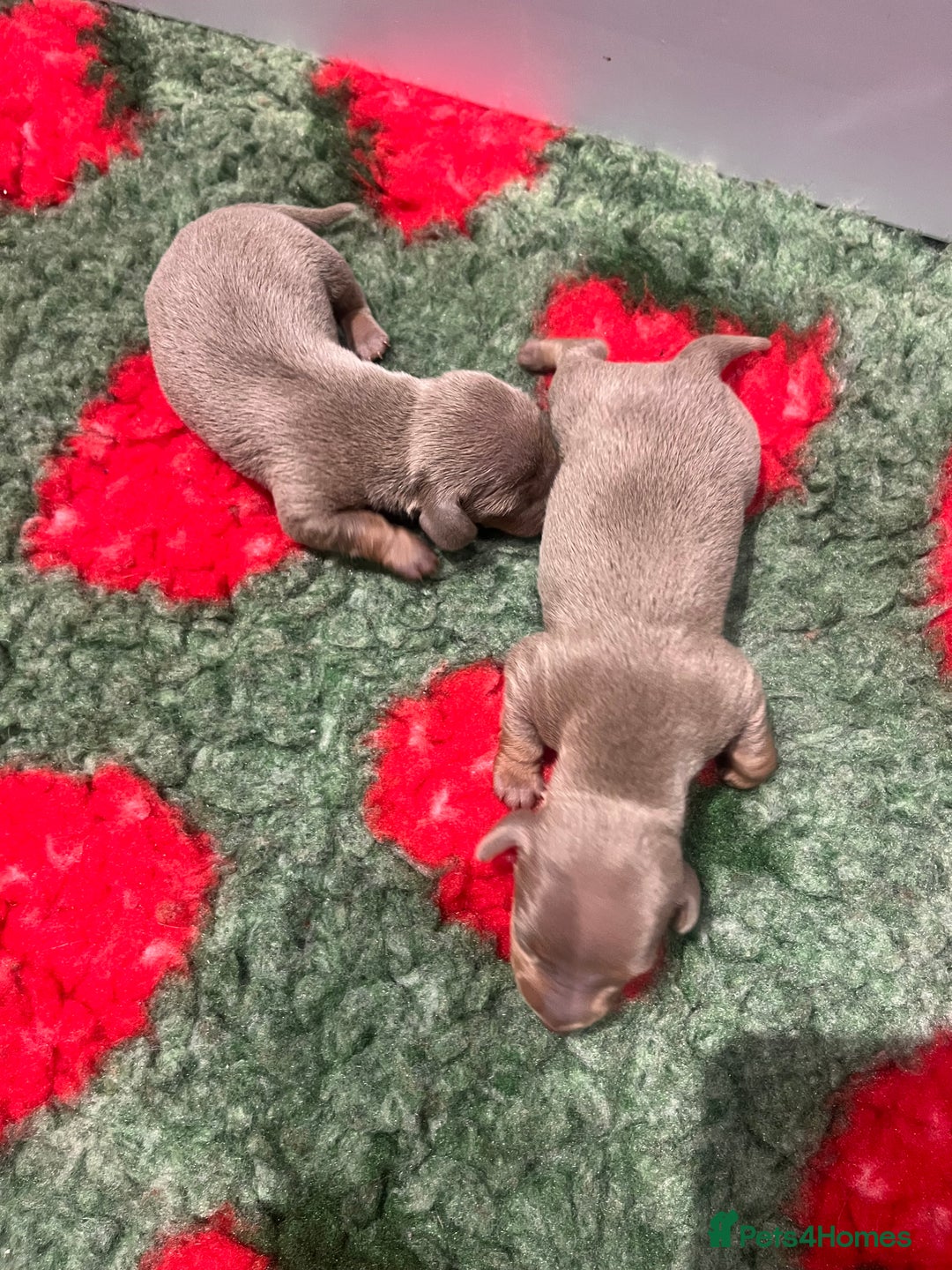 Miniature Dachshund dogs for sale: 3 Extremely clean and healthy KC boys available  - Advert 11