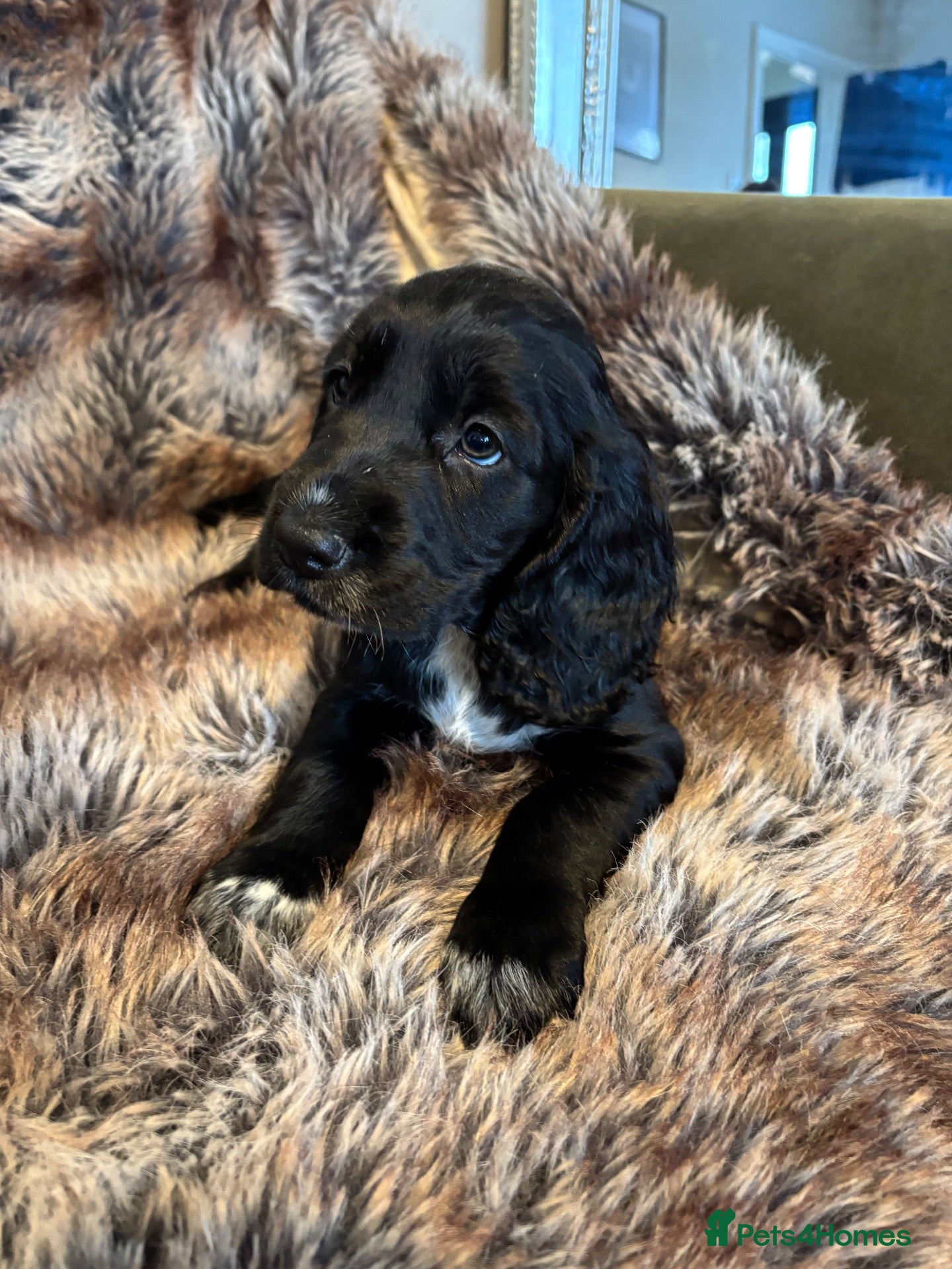 Cocker Spaniel dogs 2 GIRLS LEFT! 🐶 STUNNING WORKING COCKER PUPS 🐶🐾 - Advert 2