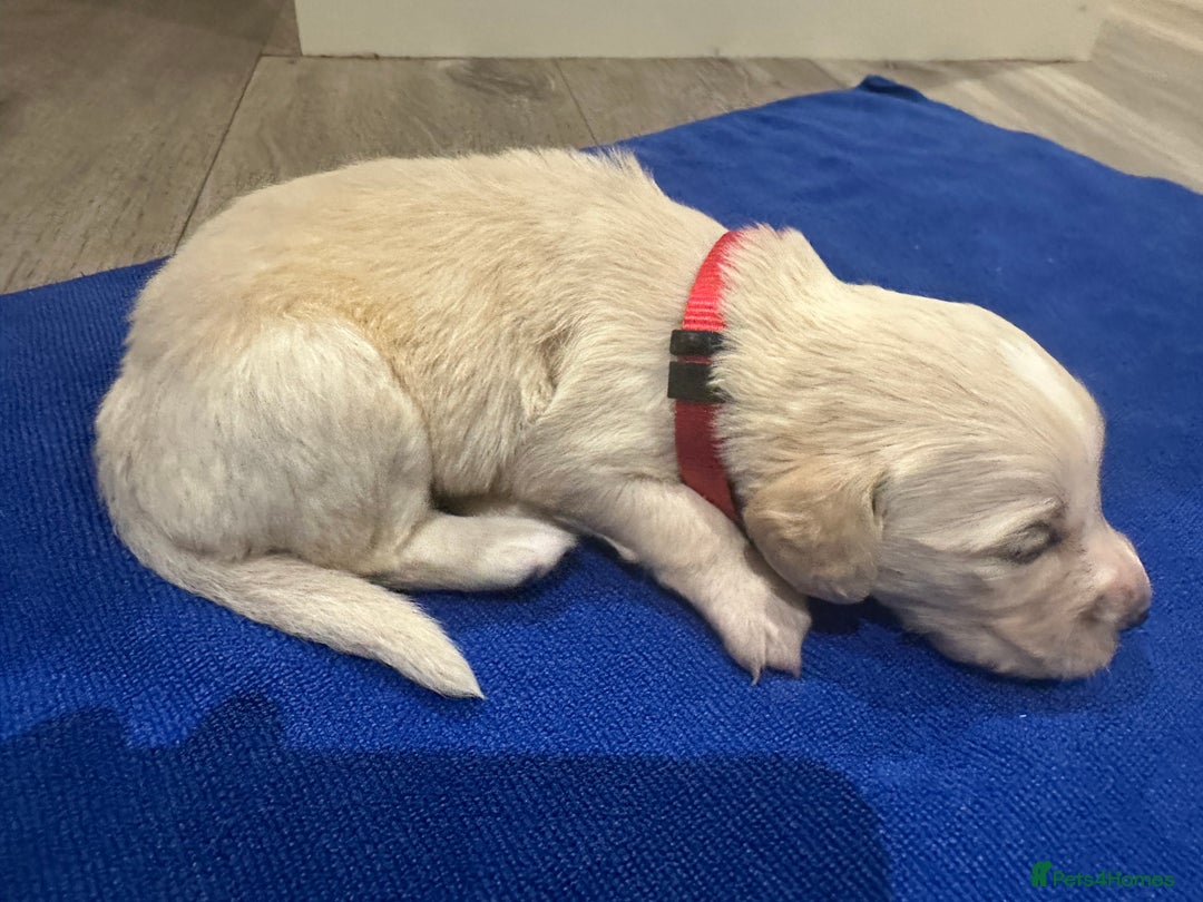 Mixed Breed dogs for sale: Golden Cocker Retriever Puppies  - Advert 19