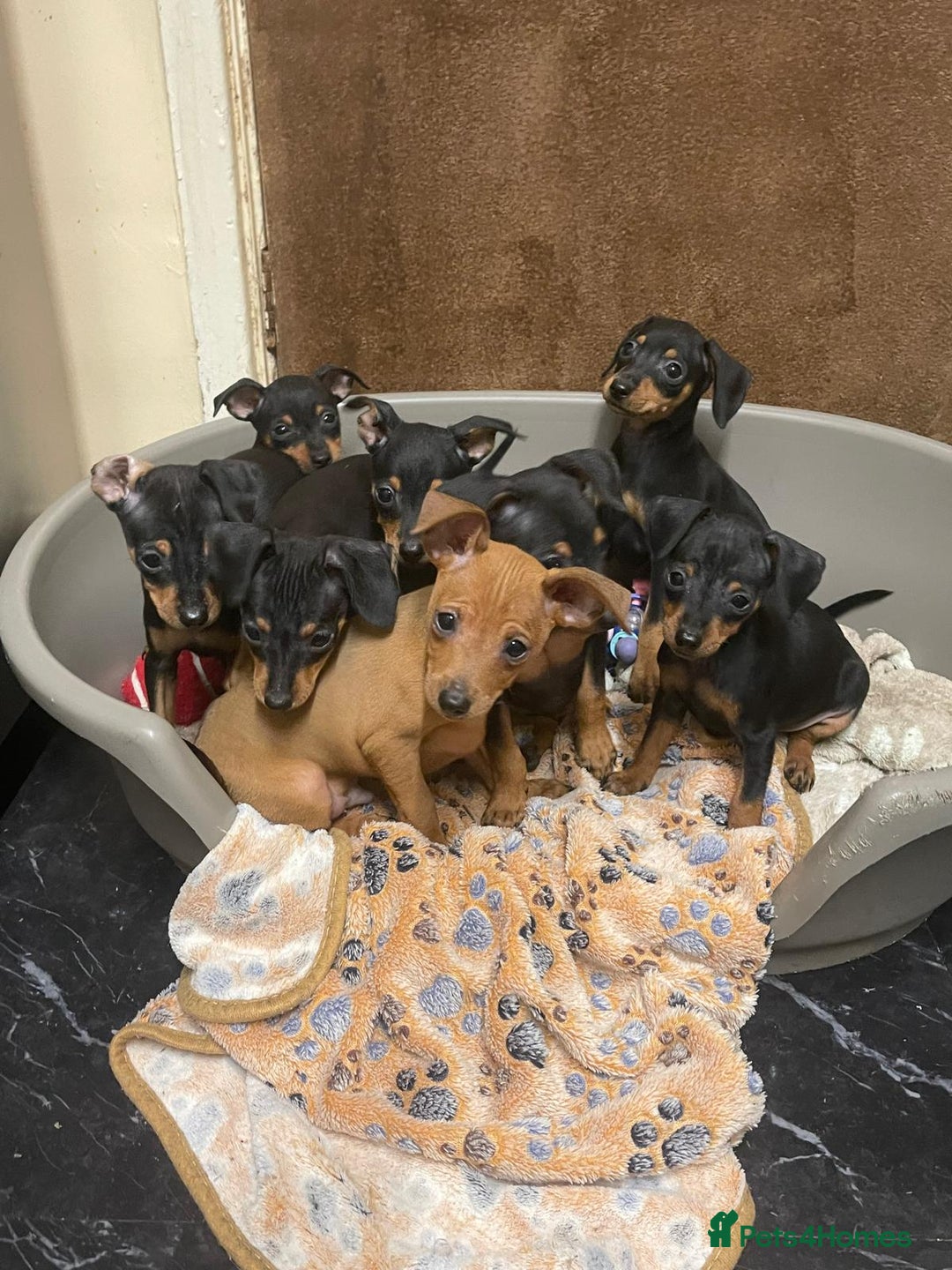 Miniature Pinscher dogs for sale: Beautiful Miniature Pinscher . - Advert 1