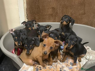 Miniature Pinscher dogs Beautiful Miniature Pinscher . - Advert 4