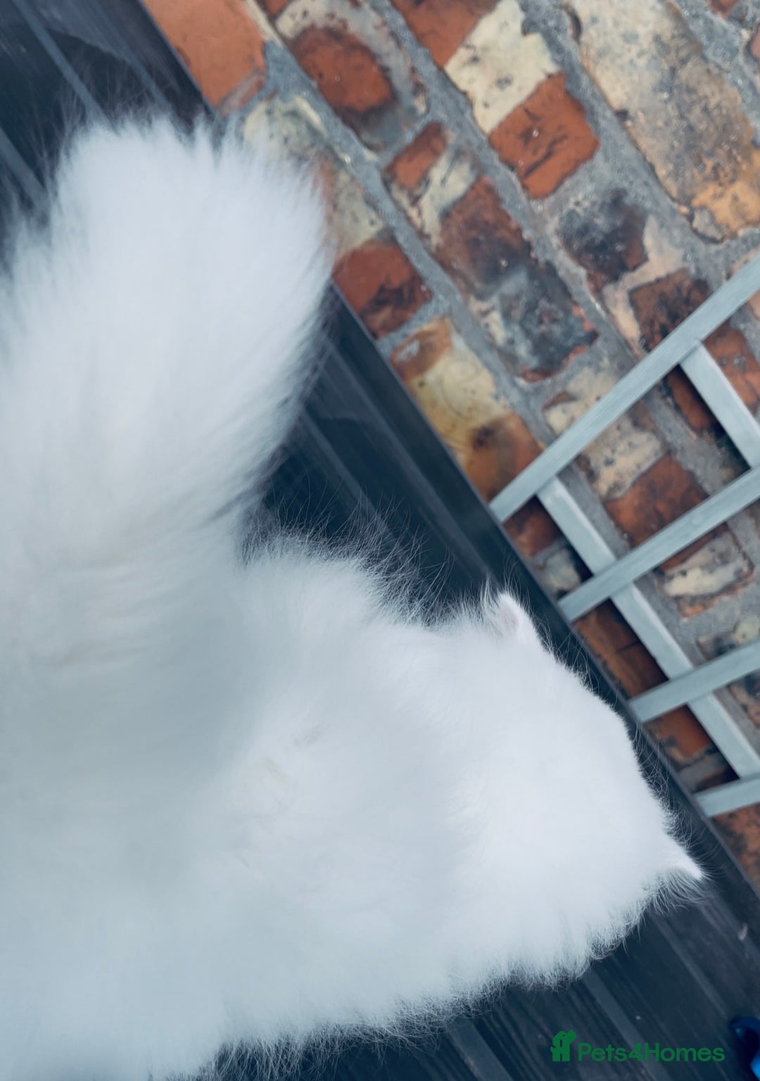 Persian cats for sale: Pure White Persian Girls BLUE EYES & full hearing - Image 10