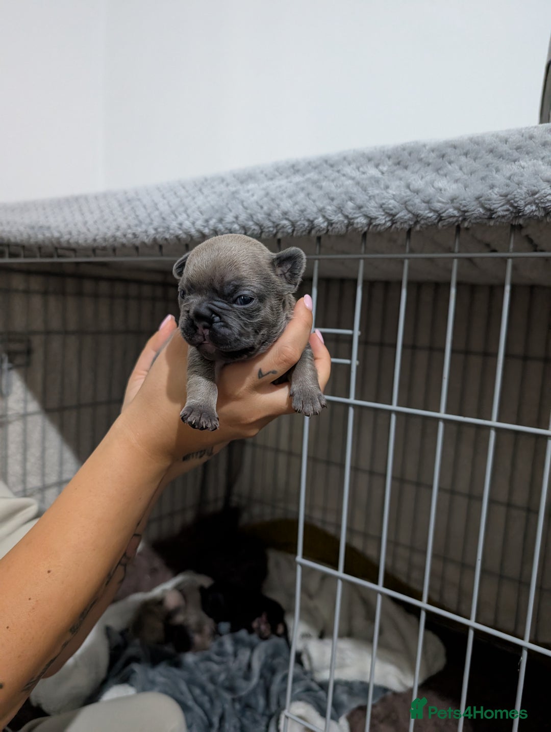 French Bulldog dogs for sale: French dog for sale  - Image 6