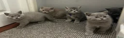 British Shorthair cats for sale: Beautiful British Shorthair kittens - Advert 14