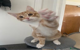 British Shorthair cats for sale: Two Cats for rehoming - Image 4