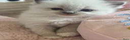 Ragdoll cats for sale: BOYS BOYS BOYS  - Advert 11