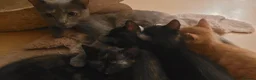 Mixed Breed cats for sale: Five Gorgeous Kittens Available! - Advert 10