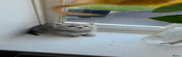 British Shorthair cats for sale: British Shorthair kittens - Advert 22