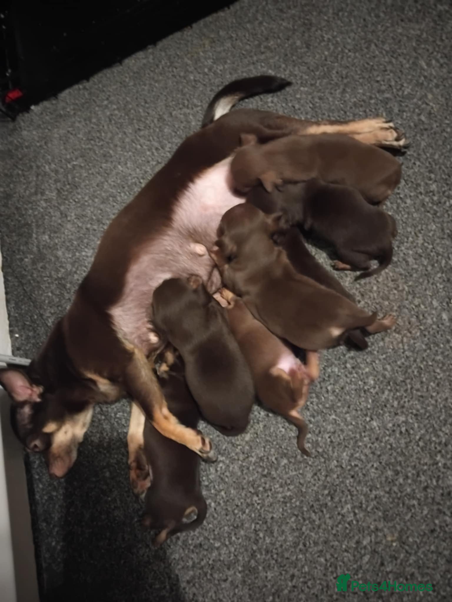 Chihuahua dogs Beautiful full breed chihuahua puppies 🐶 😍  - Advert 3