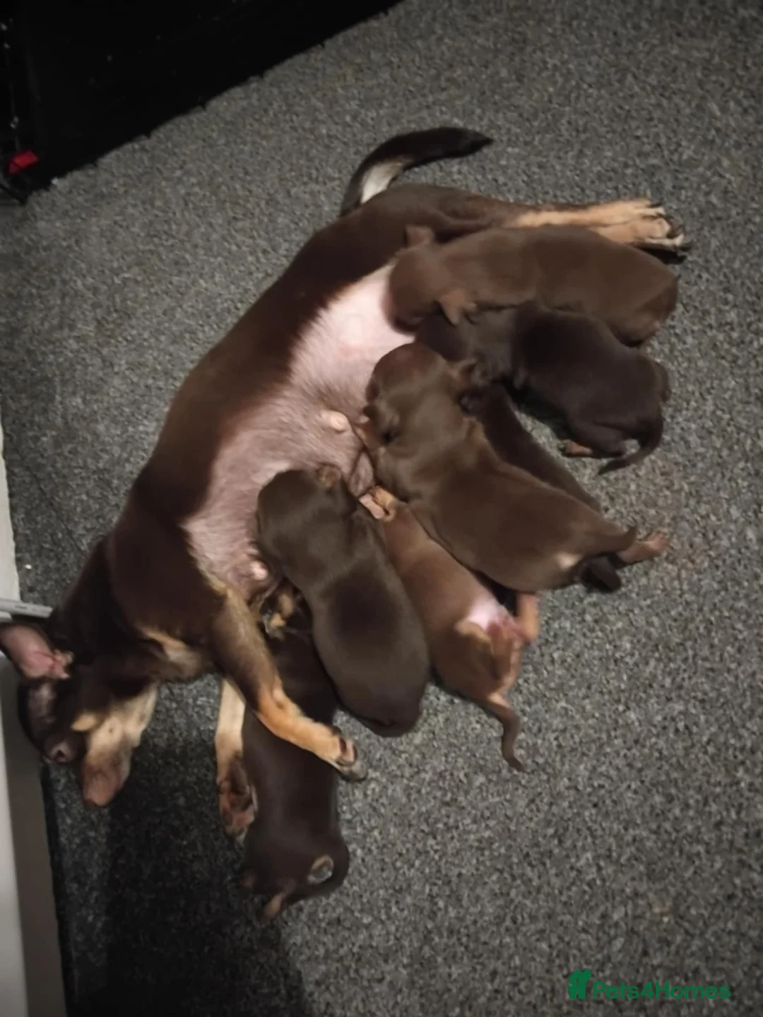 Chihuahua dogs for sale: Beautiful full breed chihuahua puppies 🐶 😍  - Advert 1