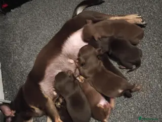 Chihuahua dogs Beautiful full breed chihuahua puppies 🐶 😍 - Advert 2