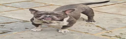 American Bully dogs for sale: Socks & Dolly looking for forever homes - Advert 9
