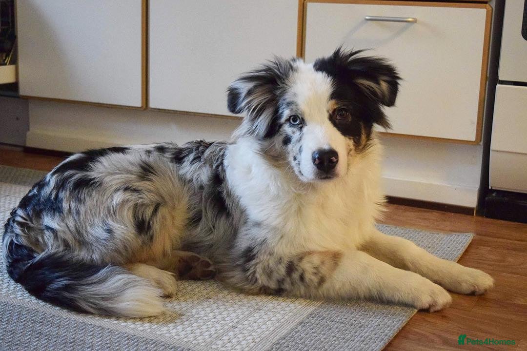 Australian Shepherd dogs for sale: Australian Shepherd Looking For A Loving Home - Image 2