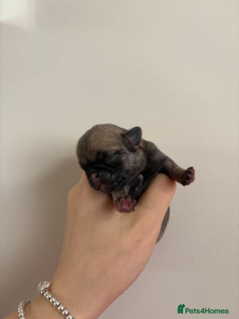 Pug dogs - Advert 12