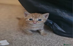 Mixed Breed cats for sale: 5 beautiful kittens - Image 8