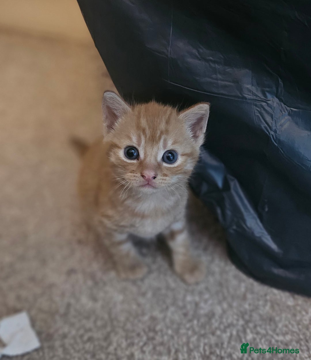 Mixed Breed cats for sale: 5 beautiful kittens - Image 8