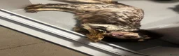 Cocker Spaniel dogs for sale: Show cocker spaniel  - Advert 11