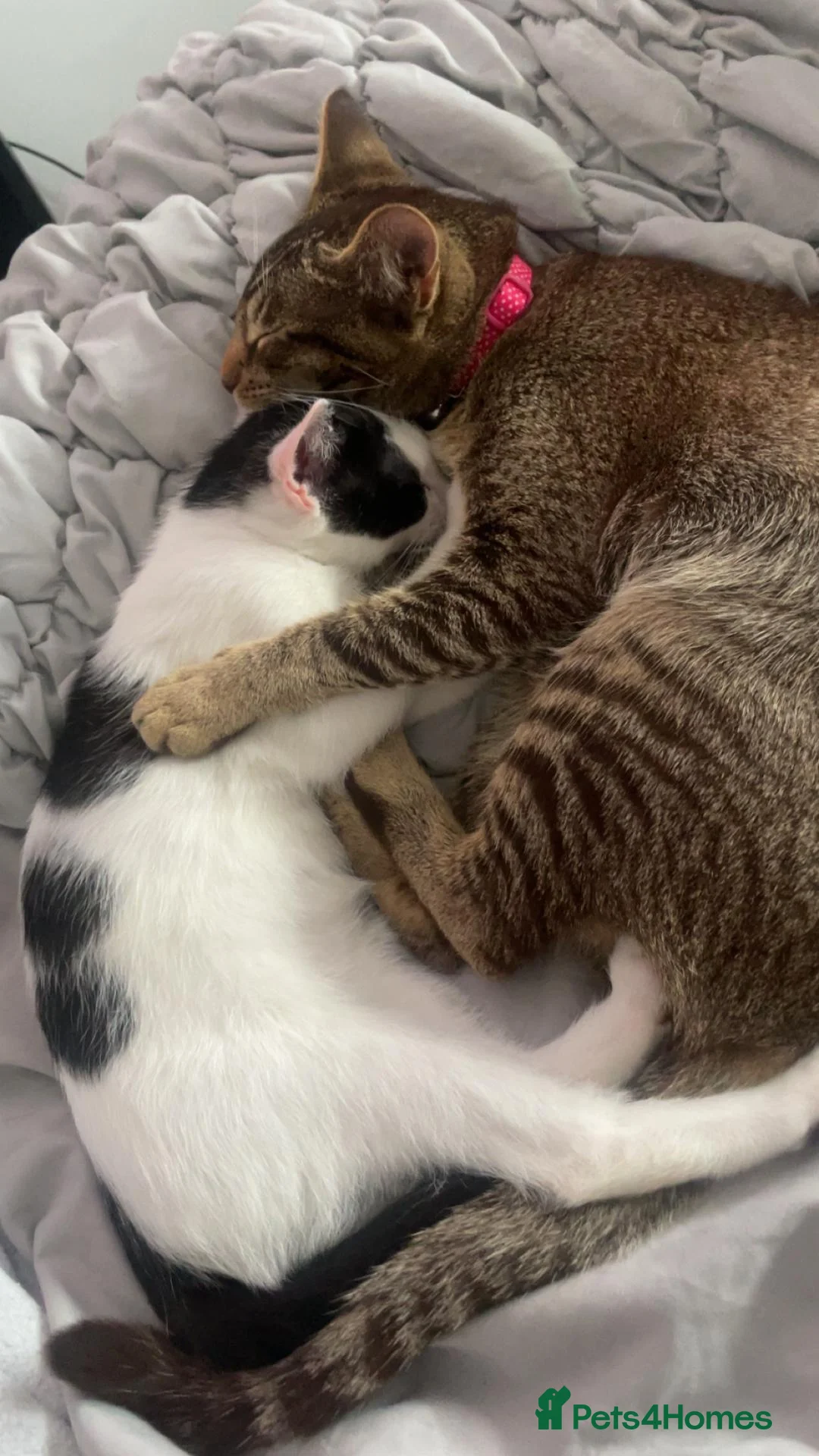 Mixed Breed cats for sale: Beautiful little girl  - Advert 1