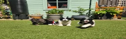 Lhasapoo dogs for sale: Stunning Lhasapoo Puppies. READY NOW! - Advert 8