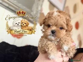 Maltipoo dogs 👑 One in a Million Rare F1 Tiny Asian Maltipoo 👑 - Advert 4