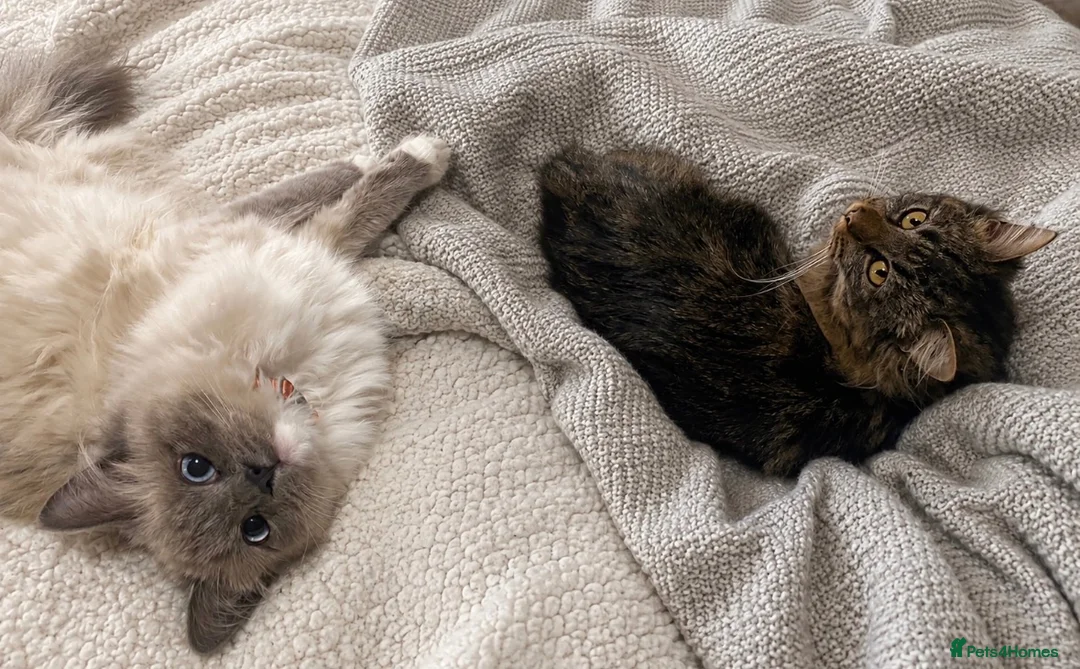 Ragdoll cats for sale: 🐾 Gorgeous Ragdoll Cross Kittens🐾 - Advert 2