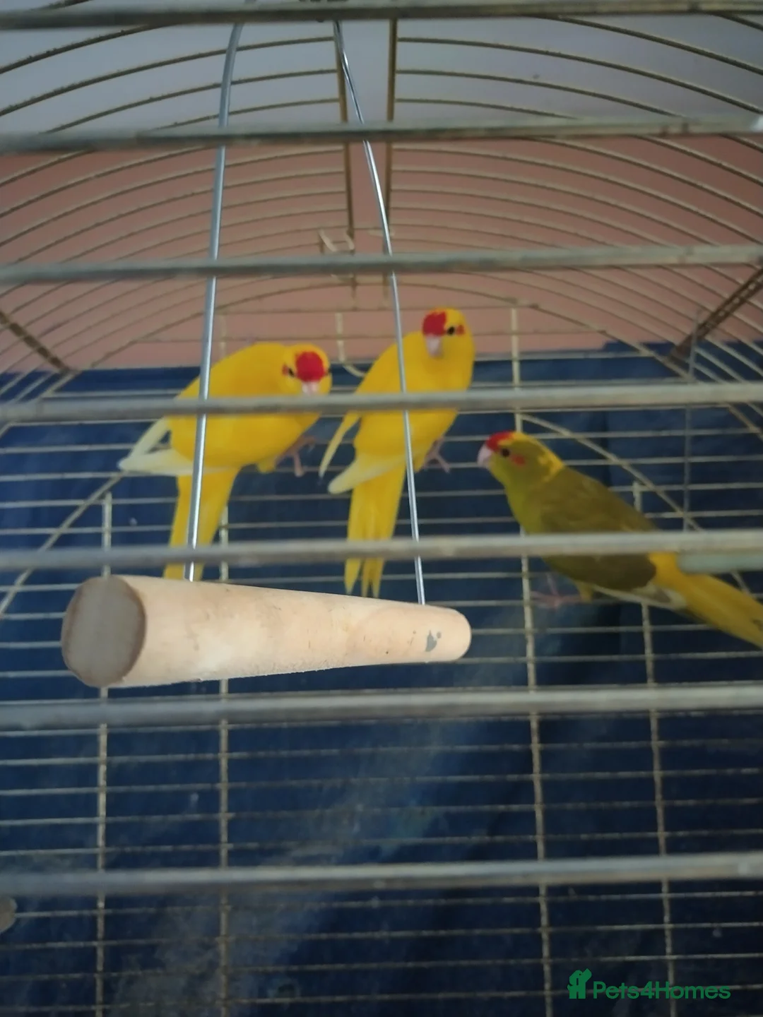 Parrots birds for sale: For sale  in Worksop - Advert 10