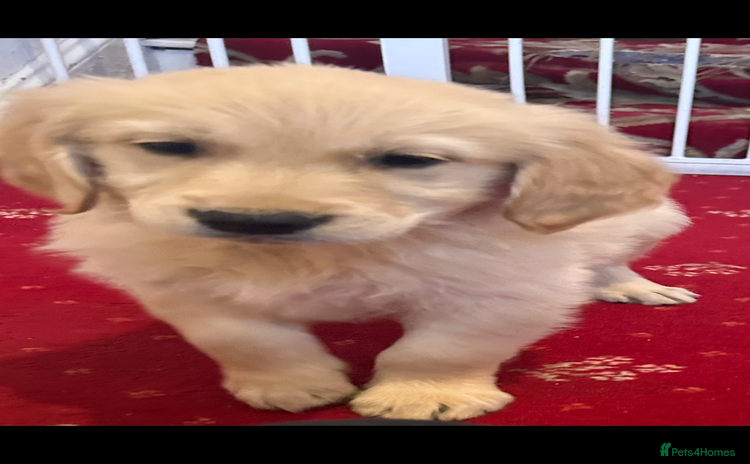 Golden Retriever dogs - Advert 1