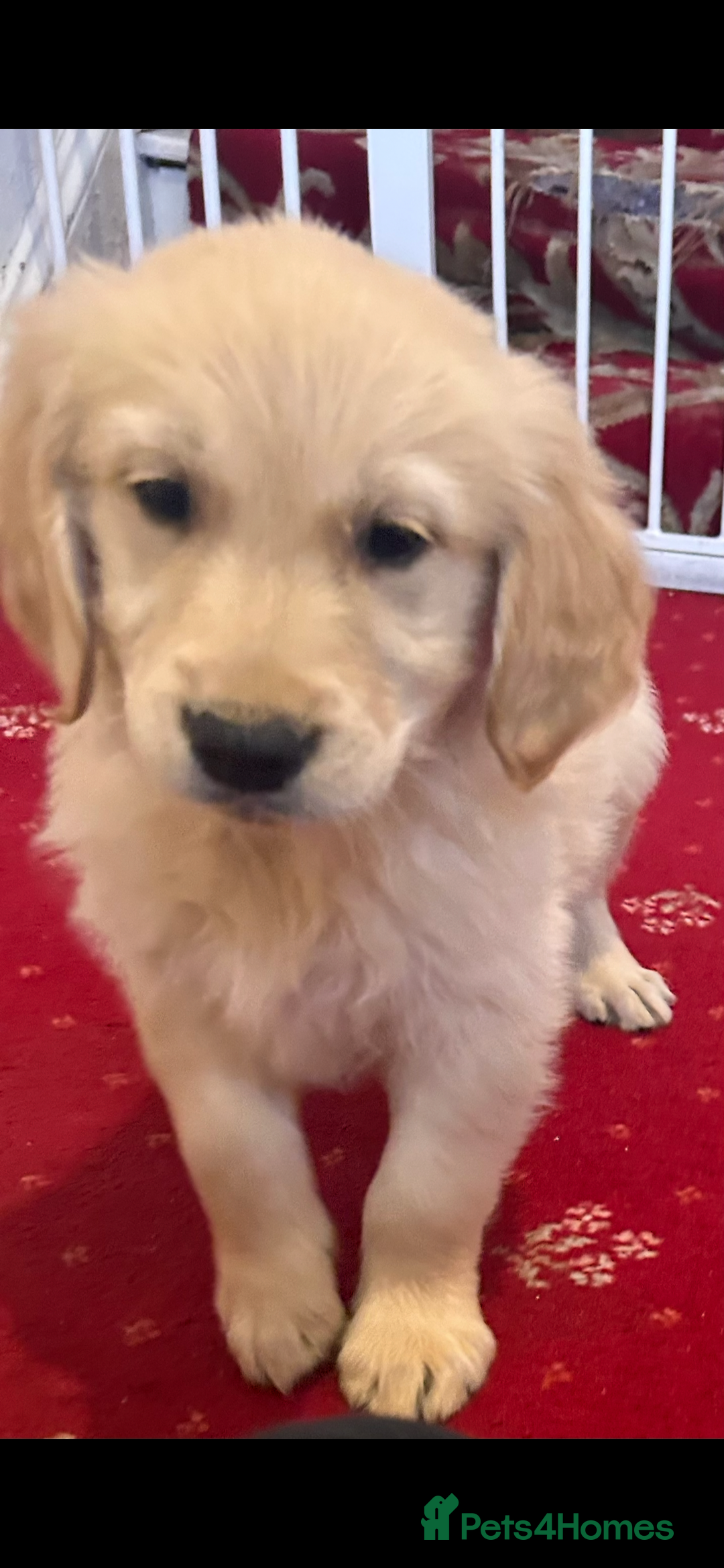 Golden Retriever dogs for sale: Golden Retriever puppies  - Image 1