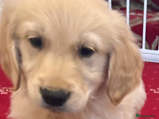 Golden Retriever dogs - Advert 3