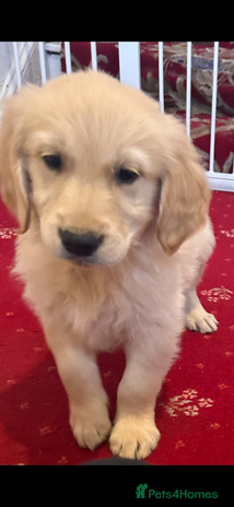 Golden Retriever dogs - Advert 4