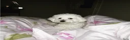 Bichon Frise dogs for sale: Bichon frise for adoption  - Advert 21