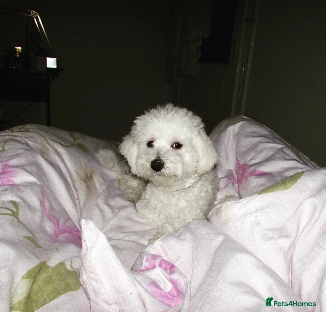 Bichon Frise dogs for sale: Bichon frise for adoption  - Advert 21