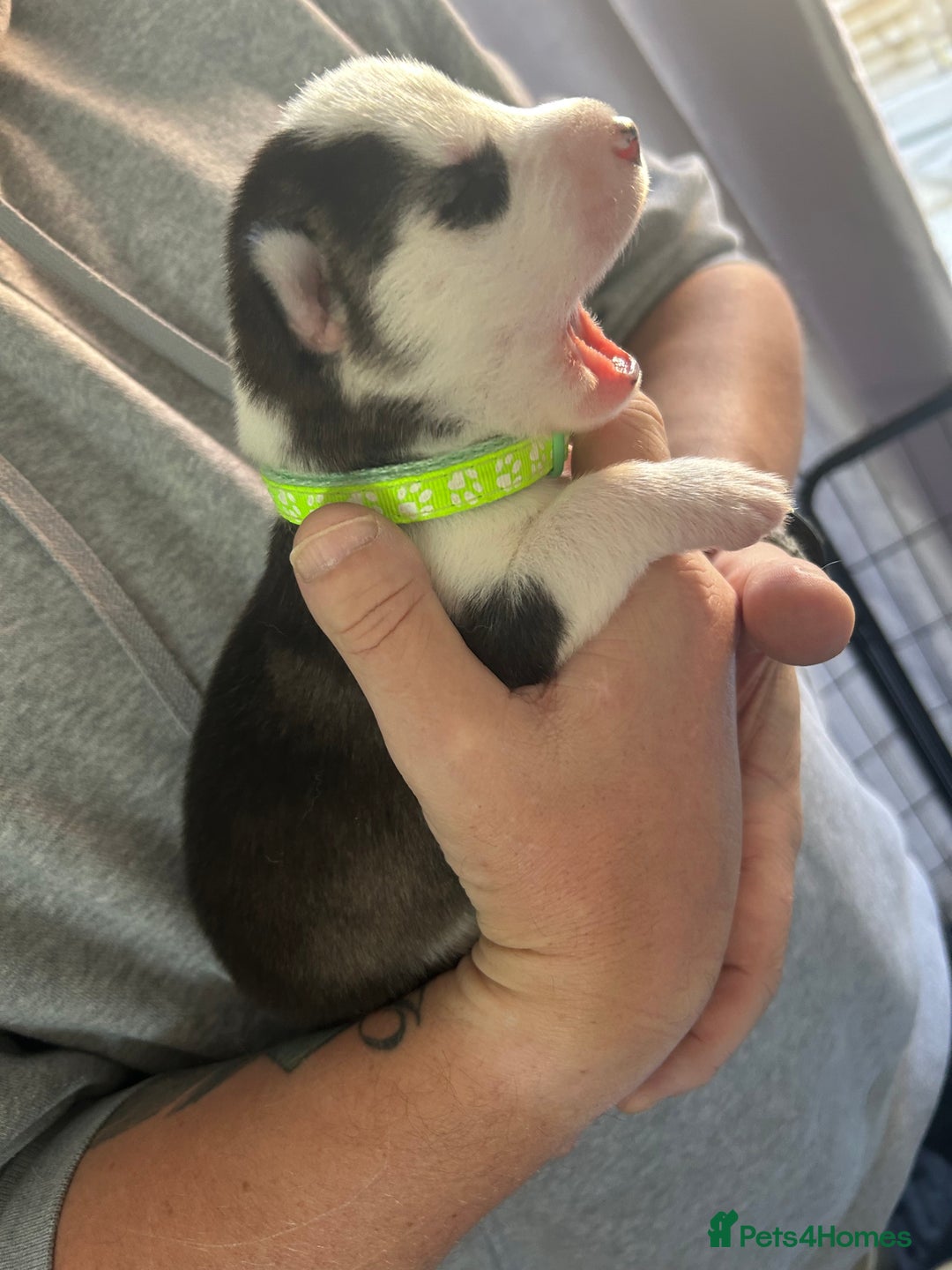 Siberian Husky dogs for sale: Rare piebald husky puppies have now arrived  - Image 21