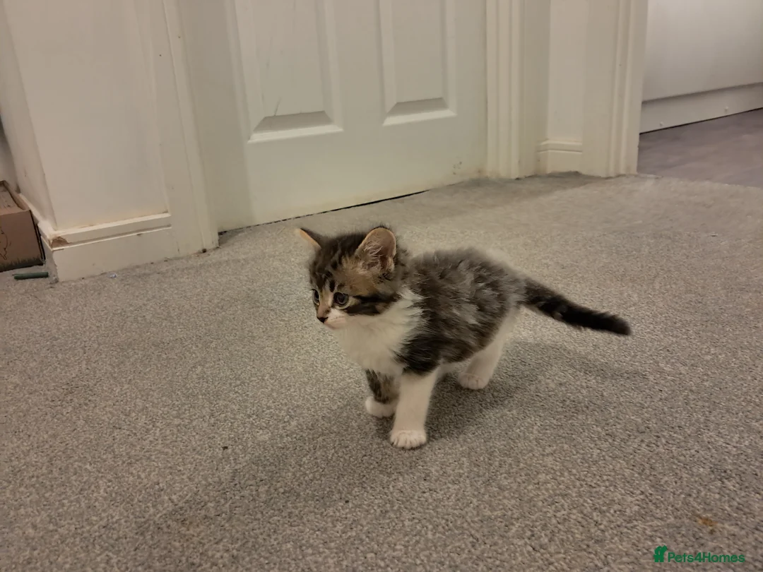 Mixed Breed cats for sale: Kittens for sale - Advert 4