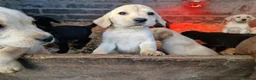 Labrador Retriever dogs for sale: 13 REALLY BEAUTIFUL LABRADOR PUPPIES  - Advert 16