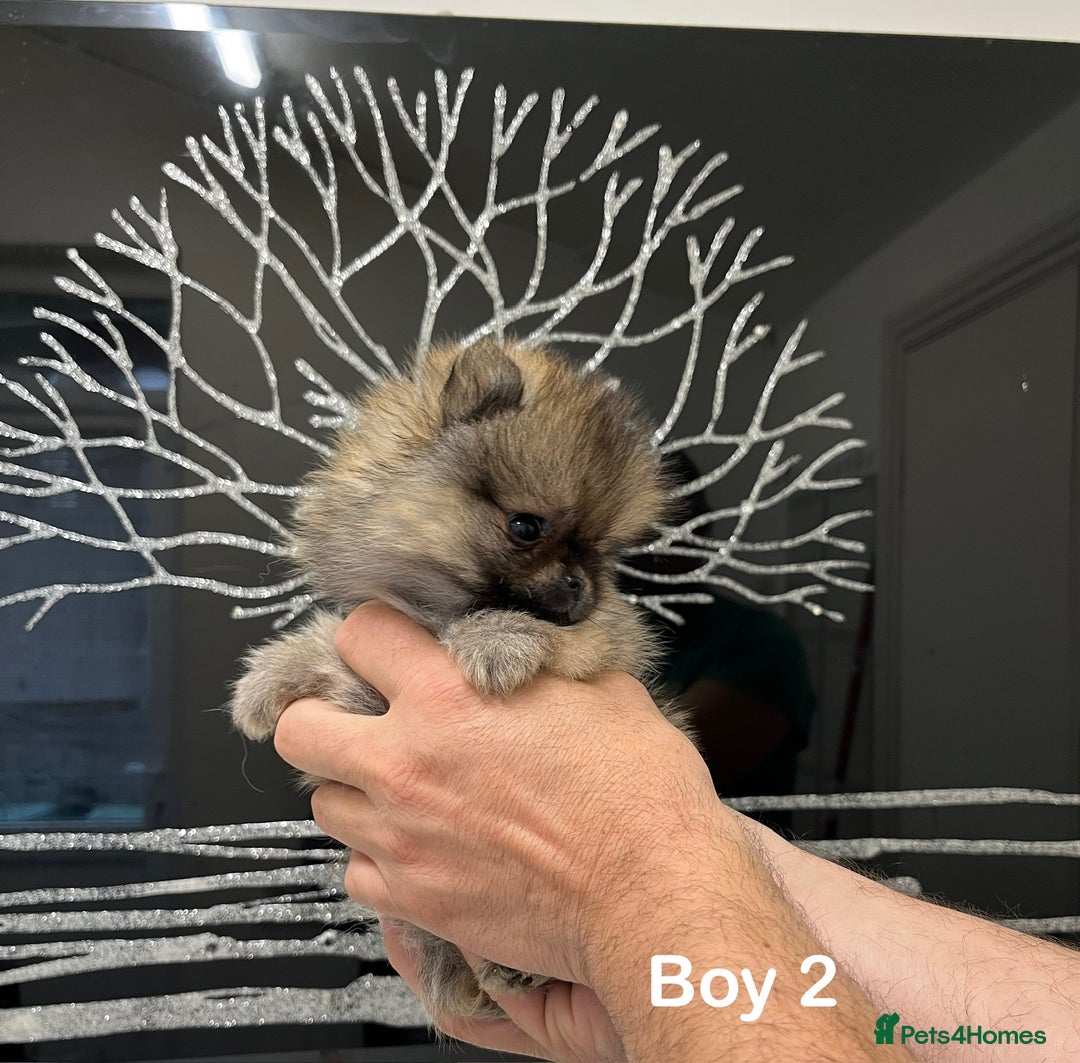 Pomeranian dogs for sale: Mini 500grams Now🔥Teddy Bear Face🧸 - Image 7