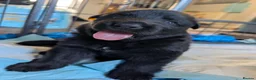 German Shepherd dogs for sale: German shepherd pups - Advert 2