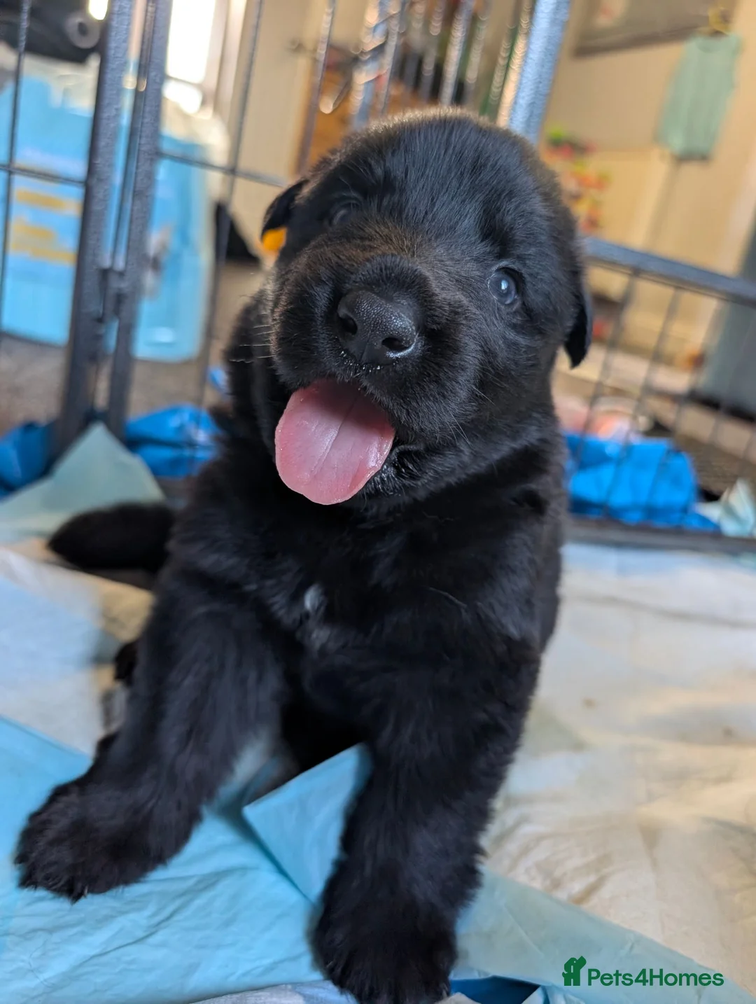 German Shepherd dogs for sale: German shepherd pups - Advert 2