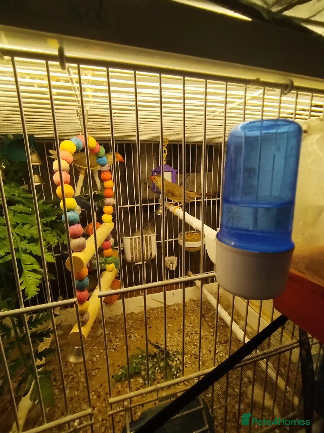 Finches birds for sale: Beautiful starfinchs 2 pairs - Advert 1