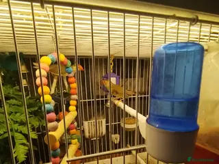 Finches birds Beautiful starfinchs 2 pairs - Advert 3