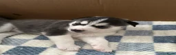 Siberian Husky dogs for sale: Siberian husky pups in Sutton-in-Ashfield - Advert 5