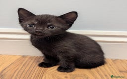 Domestic Shorthair cats for sale: 7 kittens are looking for new home - Image 5
