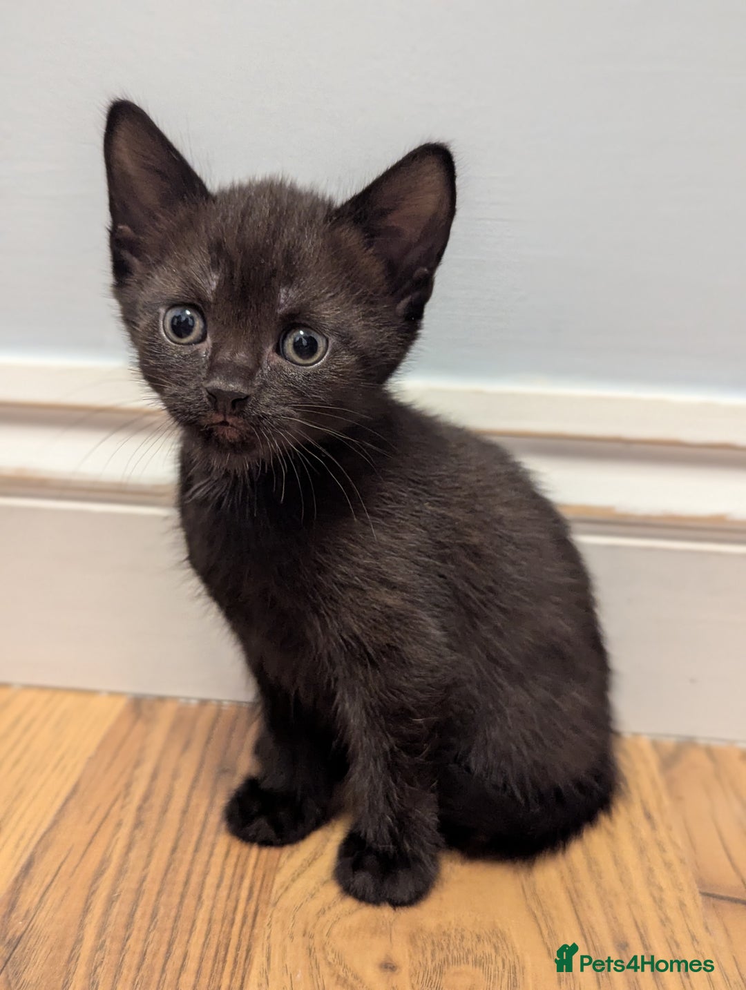 Domestic Shorthair cats for sale: 7 kittens are looking for new home - Image 5