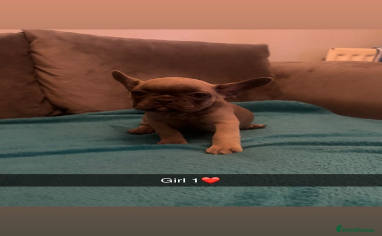French Bulldog dogs - Advert 2