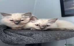 Ragdoll cats for sale: Ragdoll boy READY TO LEAVE  - Image 9