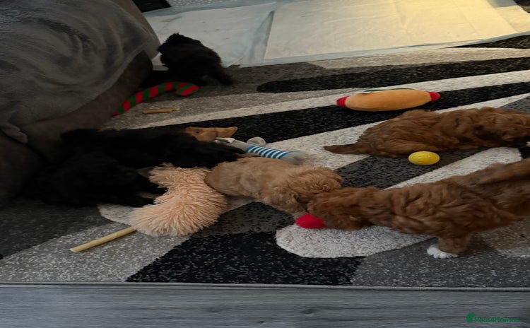 Maltipoo dogs - Advert 4