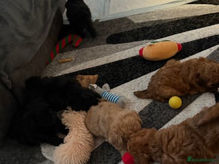 Maltipoo dogs - Advert 7