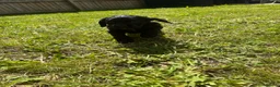 Cocker Spaniel dogs for sale: KC Registered Cocker Spaniel Puppies  - Advert 8